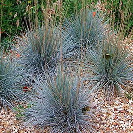 FESTUCA GLAUCA